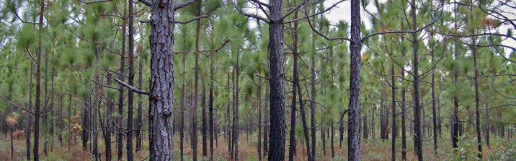 A forest of young longleaf pine trees.
