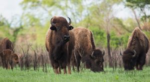 in Tallgrass Prairie during spring roundup.