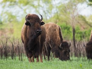 Three large bison grazing in green grass, with a baby bison in the background.