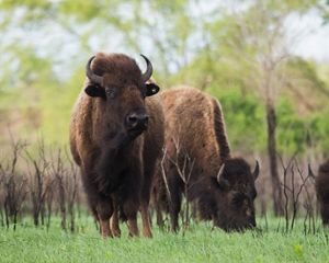 Three large bison grazing in green grass, with a baby bison in the background.