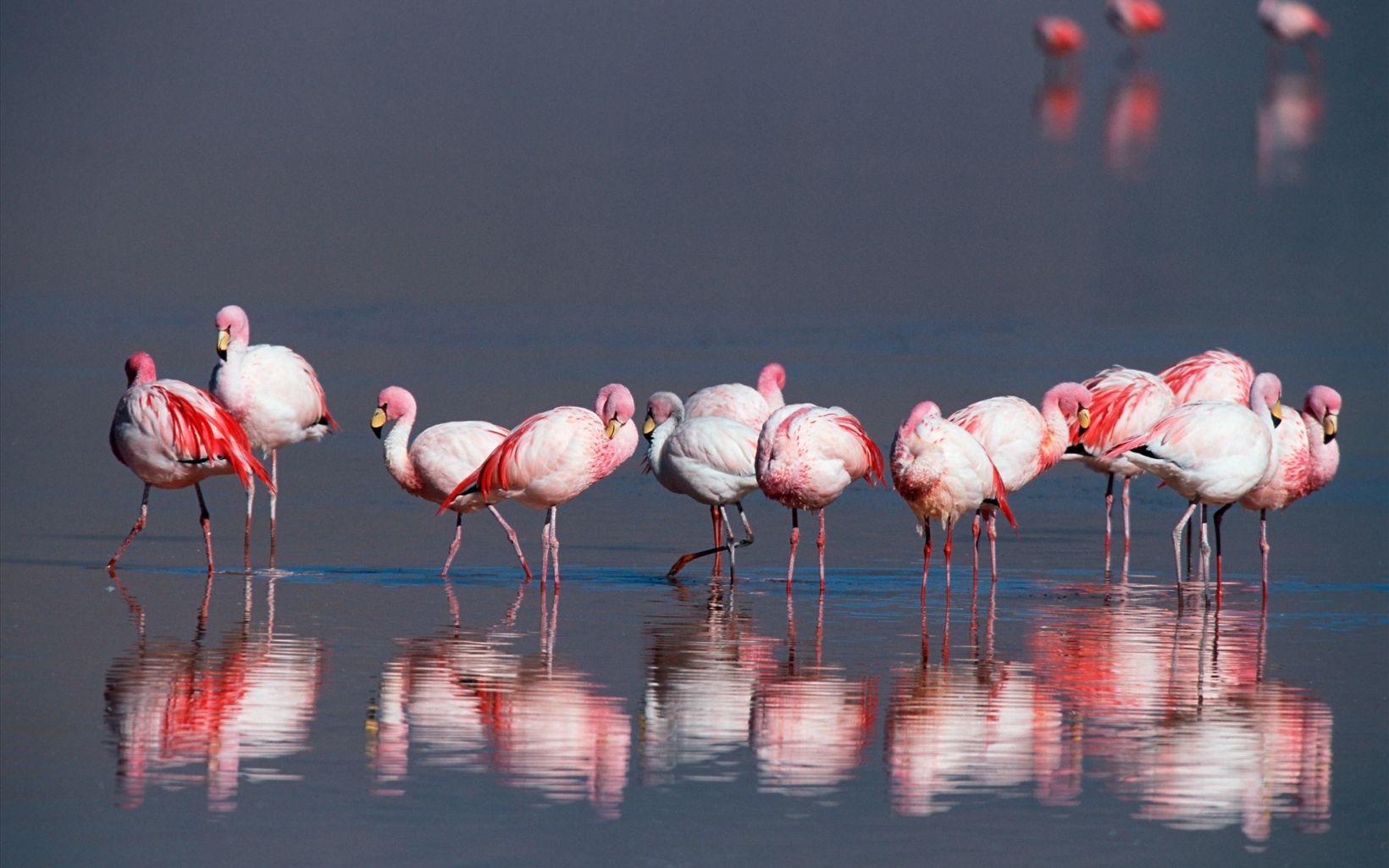 A group of flamingos stand ankle-deep in shallow water.