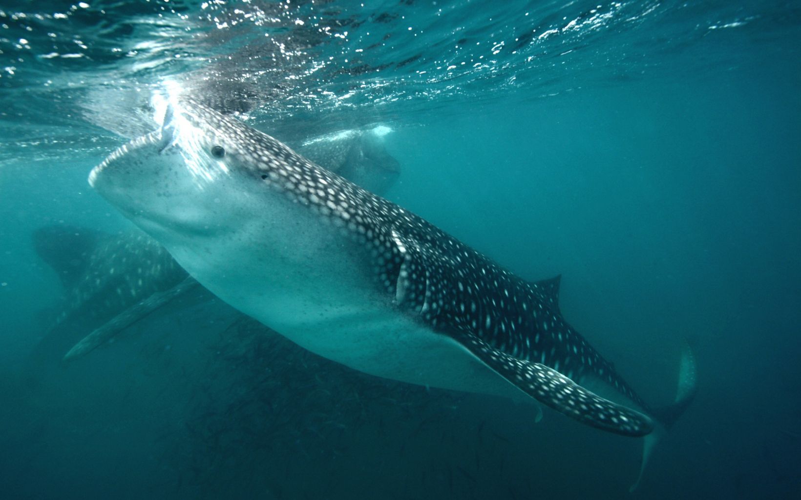 Whale Sharks A pair of juvenile whale sharks measuring nearly 20 feet in length feed in the productive waters off La Paz in Mexico’s Baja California. © Carlos Aguilera Calderón