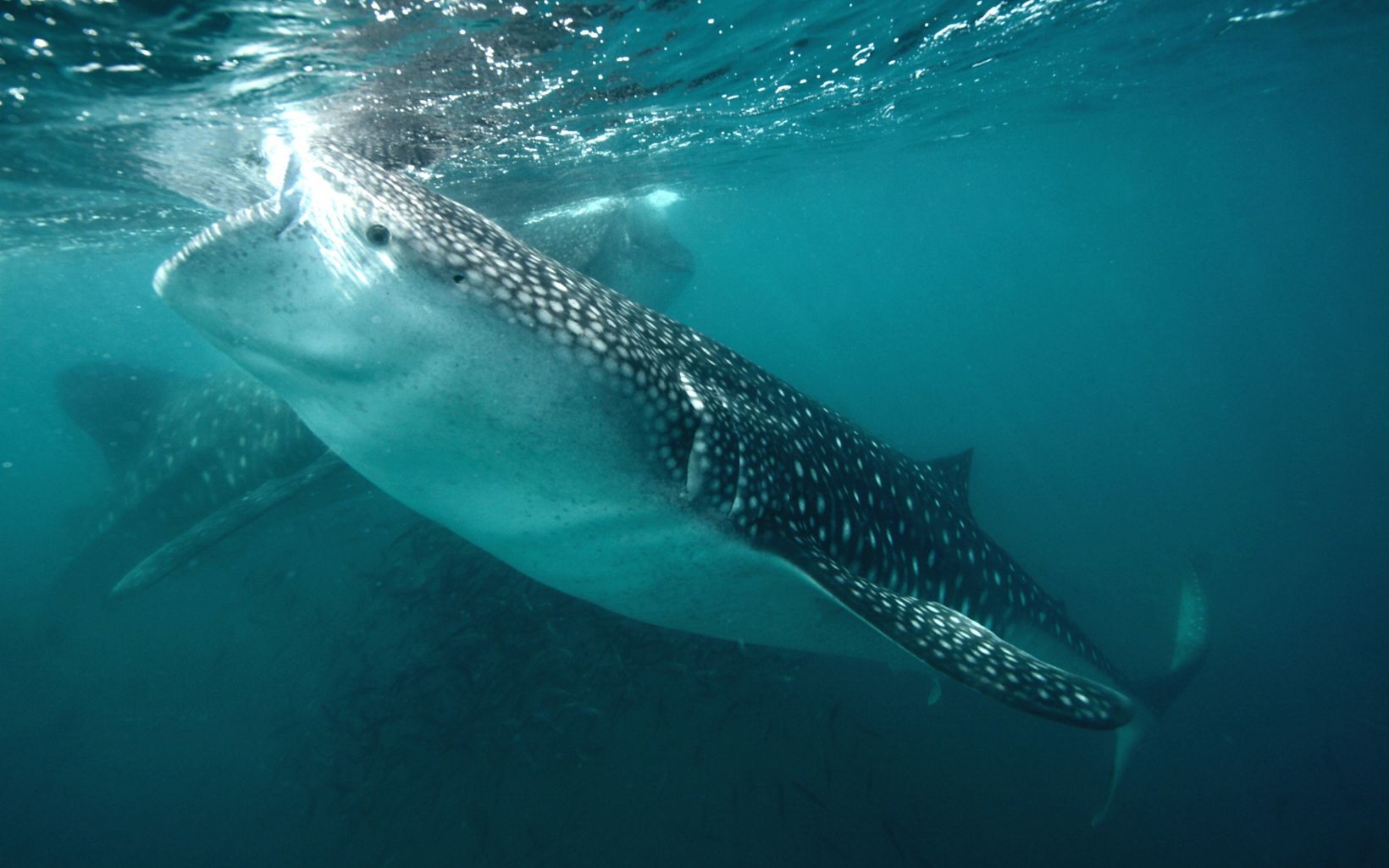 
                
                  Whale Sharks A pair of juvenile whale sharks measuring nearly 20 feet in length feed in the productive waters off La Paz in Mexico’s Baja California.
                  © Carlos Aguilera Calderón
                
              