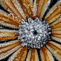 Closeup of black-eyed Susan covered in frost.