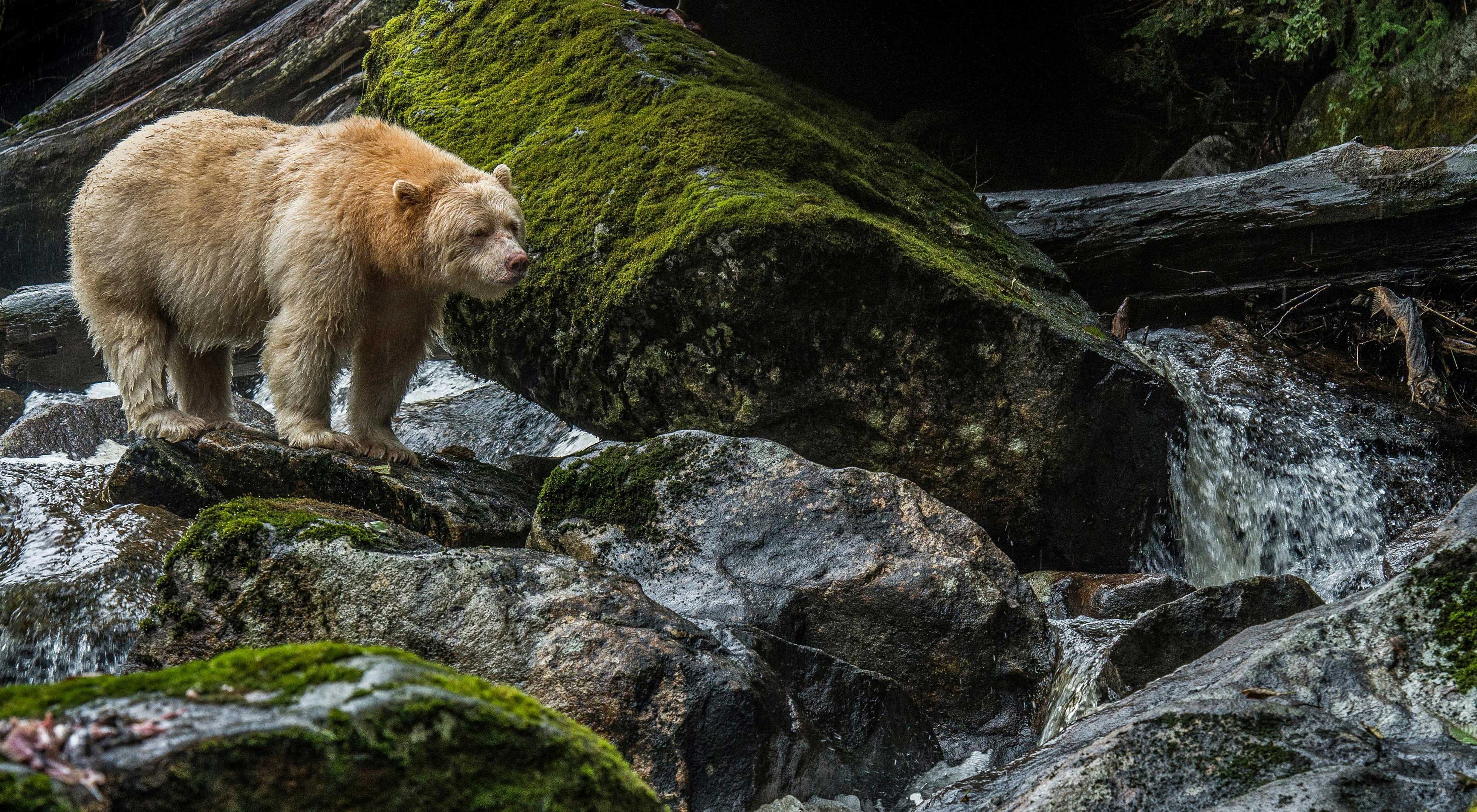 a white spirit bear stands on mossy rocks above a flowing river