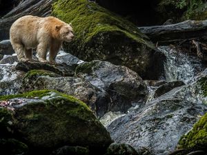 A white spirit bear stands on a rock near a river.