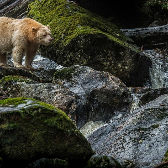 A white spirit bear stands on a rock near a river.