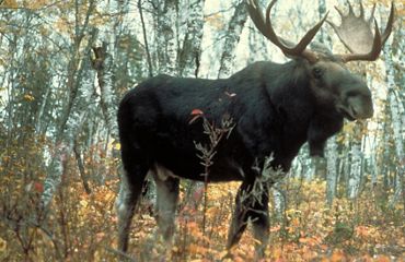 An adult moose stands in a forest of aspen trees.