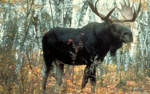 An adult moose stands in a forest of aspen trees.