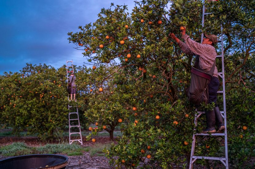 men on ladders with satchels pick oranges from an orange grove in florida