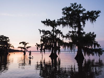 The silhouette of a paddle boarder at sunset among tall cypress trees growing out of the water.