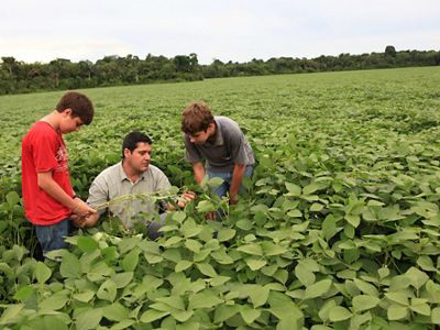 Soy field in Brazil