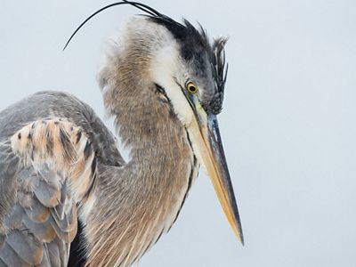 A close up photo of a Great Blue Heron.