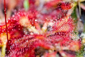 Closeup view of a sundew with bright red bristles extending from rounded heads and droplets of dew at their ends.