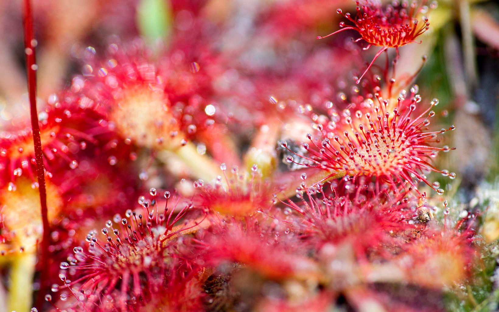 Closeup of sundews with club-shaped light green stems covered in tiny sticky red hairs.