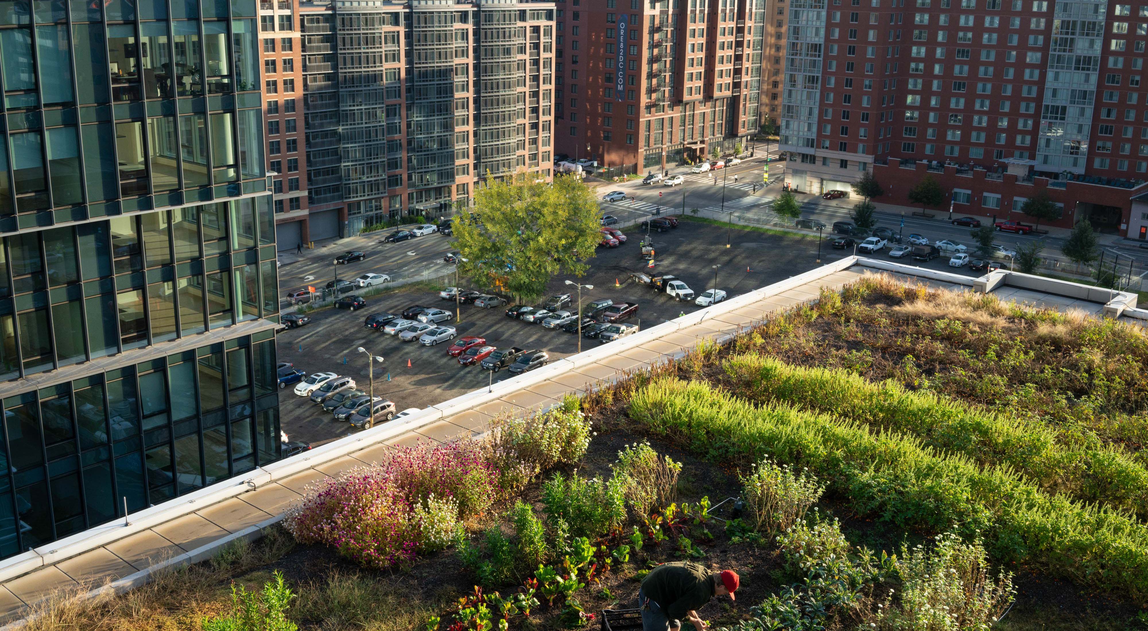 Rooftop garden pictured in the middle of a city.