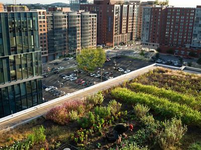 Kristof Grina, Co-founder and Director of Agriculture of Up Top Acres, harvests vegetables from a rooftop garden covering a third of an acre in southeast Washington, D.C.