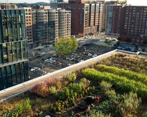 View from a rooftop garden in Washington, DC. A vegetable garden grows on top of a high rise building. The surrounding buildings have glass, steel and brick facades.