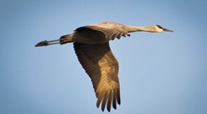 A large brownish bird with wings pointed down flying in a clear blue sky.