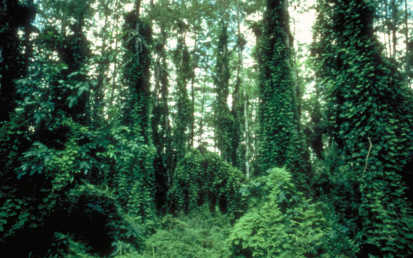 Lygodium El helecho trepador del Viejo Mundo es una gran amenaza para las plantas y animales nativos de Florida. Sus frondas crecen hasta los 125 pies, sofocando todo debajo de ellas. © D. Gordon/TNC