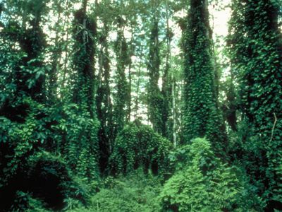 Native to Asia and Australia this perennial fern spreads rapidly by windblown and water-borne spores and shipments of contaminated pine straw.