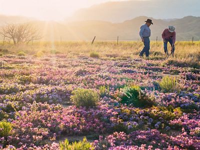 A rancher and a conservation specialist examine purple wildflowers