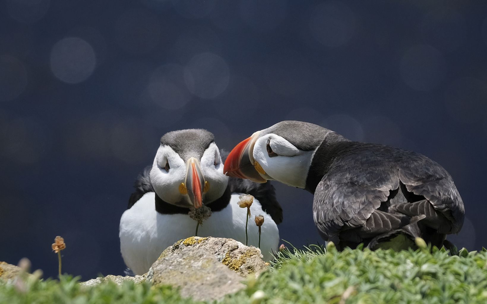 Puffins Islands are synonymous with seabirds. Seabirds are the most threatened of all bird groups and connect small islands to vast oceanic landscapes.  © Ruth Kelly/TNC Photo Contest 2019