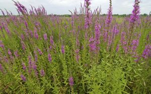 Purple loosestrife	grows in a grassy field.