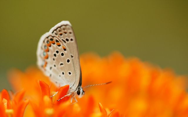 A karner blue butterfly on a large, bright flower.