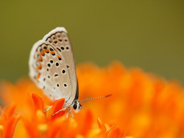 A karner blue butterfly on a large, bright flower.