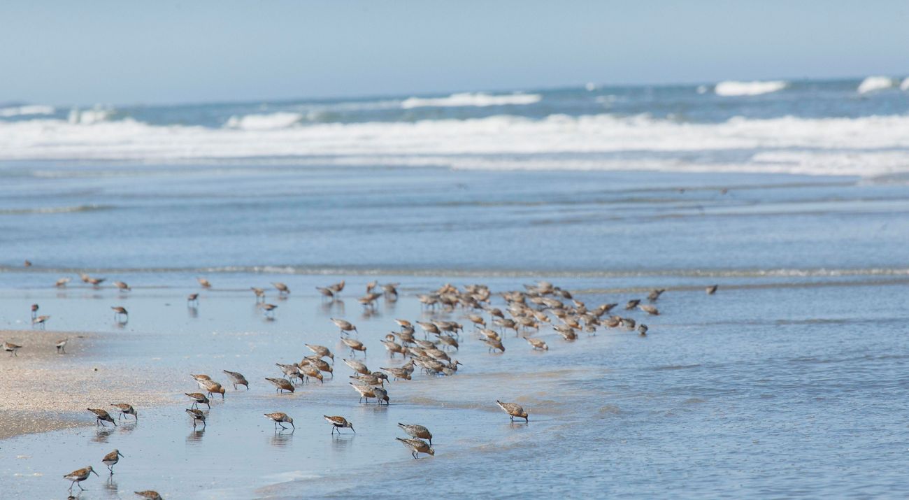 A large group of small brown shorebirds feeding by sticking long beaks into the sand at the edge of the ocean.