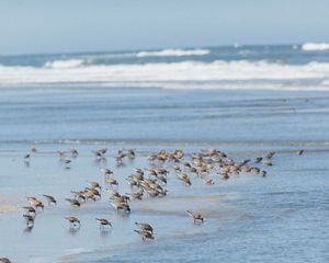 A flock of red knot birds feeding in the surf at the edge of beach with rolling white capped waves in the background.