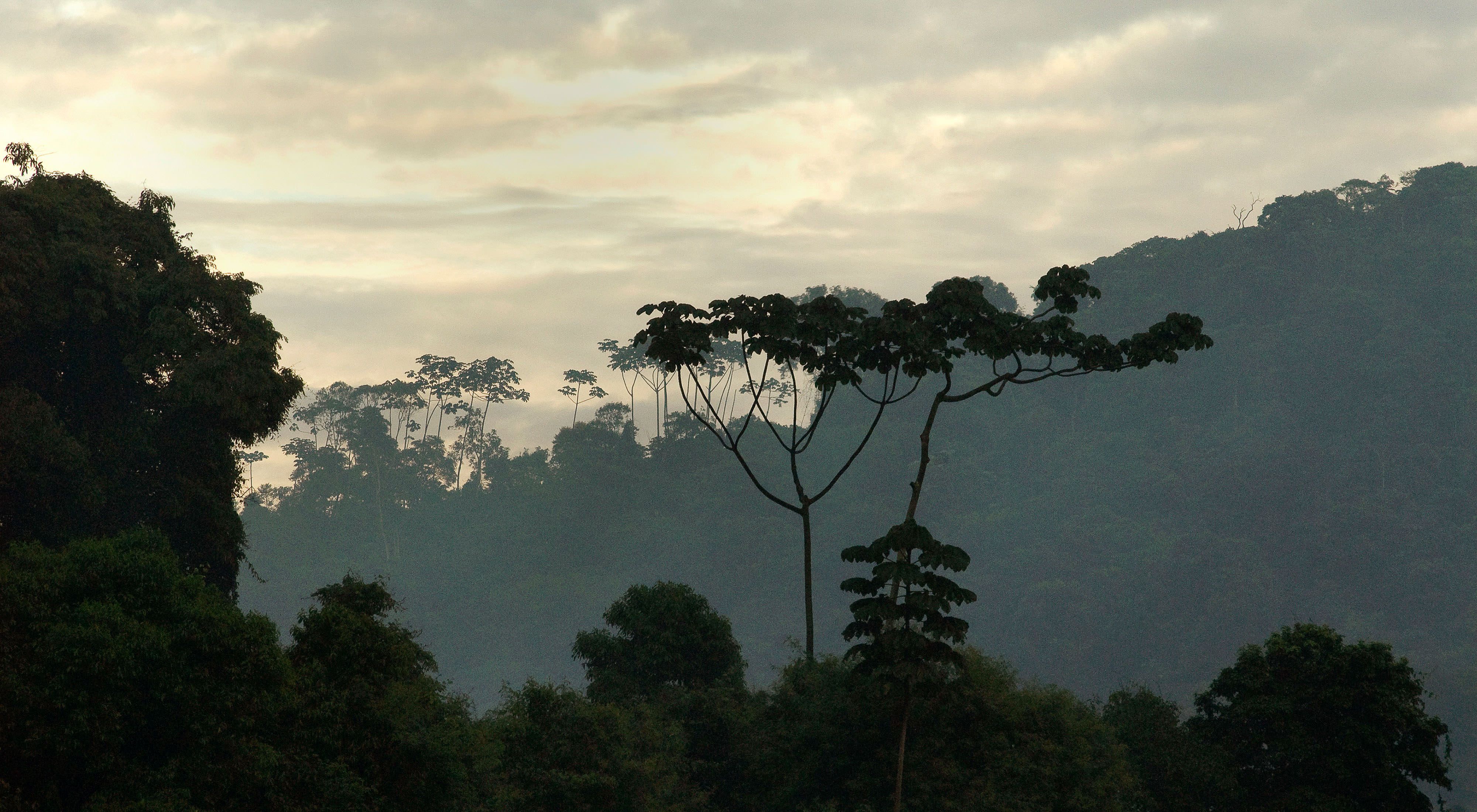 The Atlantic Forest: Exploring its Biodiversity & Challenges