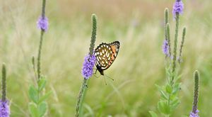 of a regal fritillary.