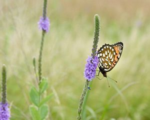 of a regal fritillary.