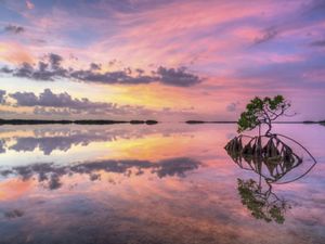Sunset over Florida mangroves. The water reflects the sky streaked with pink and gold.