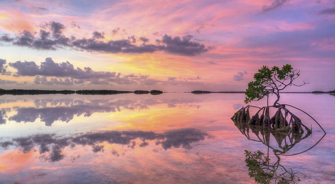 Mangrove at sunset