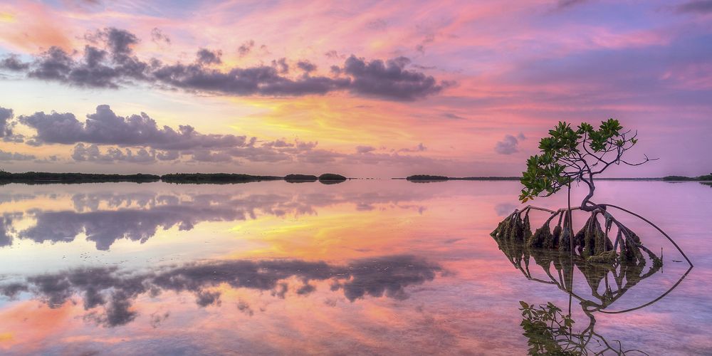 A mangrove in the waters of The Florida Keys surrounded by the sunset and its reflection.