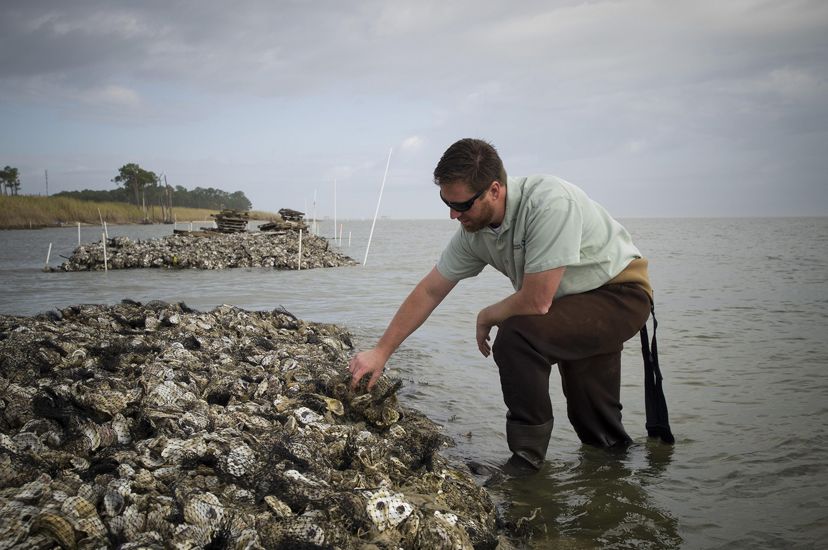 A man inspects oysters on a restored oyster reef on the Alabama coast.