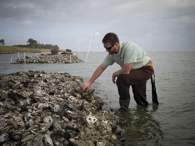 A man inspects oysters on a restored oyster reef on the Alabama coast.