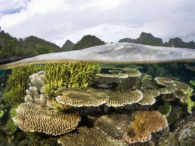 surround a sheltered lagoon where hard corals grow within centimeters of the low tide line. Wayag, Raja Ampat, Papua, Indonesia, Pacific Ocean.