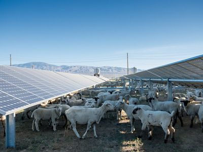 Sheep used for weed and grass management grazing at the Solar Star solar project in Lancaster, California.
