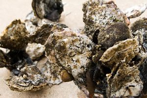 Close up view of a large clump of oyster shells. The surface of the grayish white shells are rough and pitted and dotted with the shells of other small sea creatures.