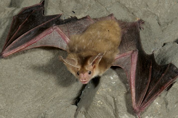 A pallid bat with wings outstretched hanging upside-down from a rock.