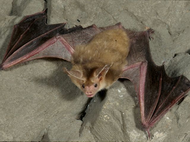 A pallid bat with wings outstretched hanging upside-down from a rock.