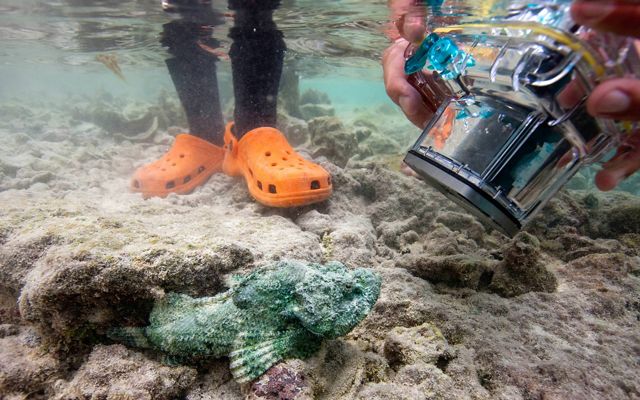 A stonefish blends with the rocky bottom of a lagoon as someone snaps a photo