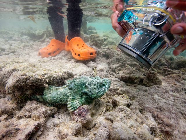A stonefish blends with the rocky bottom of a lagoon as someone snaps a photo