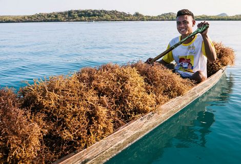 a person in a wooden canoe harvesting seaweed in Belize.