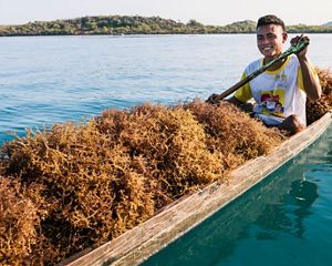 Image of a young man in a traditional boat, harvesting seaweed in Belize.