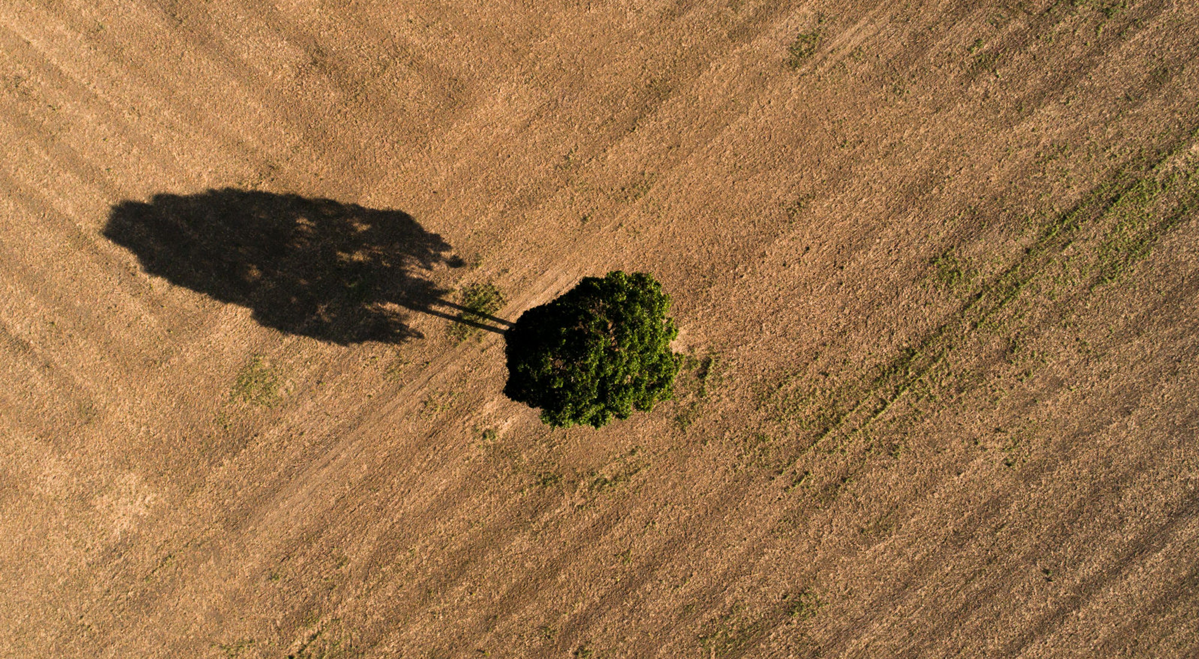 Aerial view of a lone tree in a soybean field.